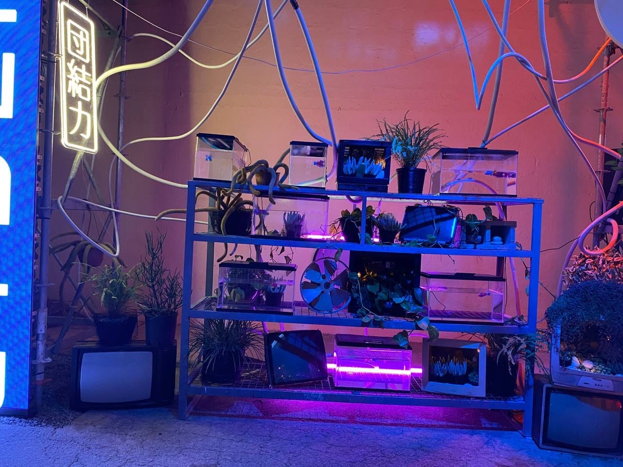 CYBERNESS MARKET — 75