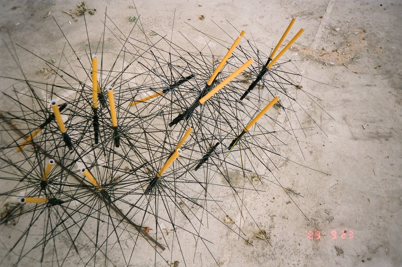 Fennel — 2