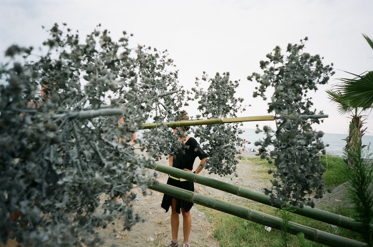 Fennel — 4