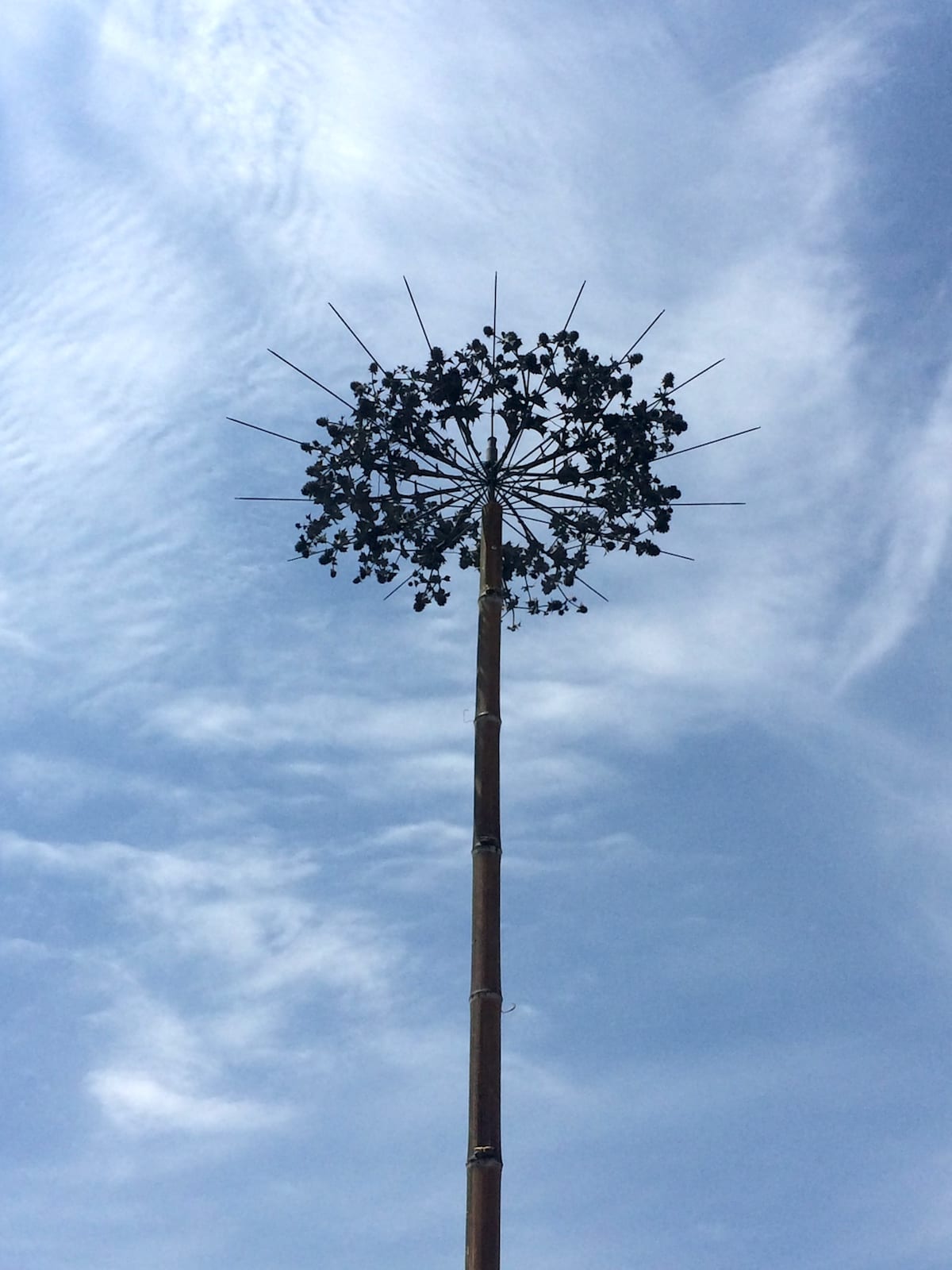 Fennel — 9